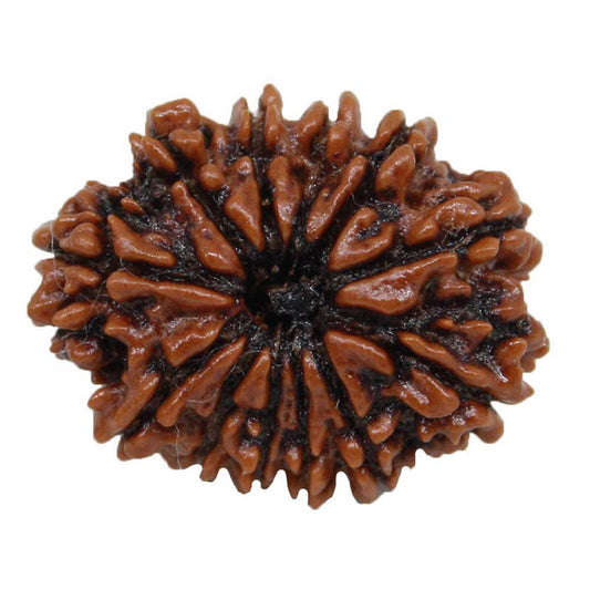 Benefits of Wearing 12 Mukhi Rudraksha