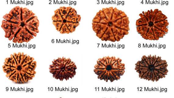 Lab Certified 7 Mukhi Rudraksha - Nepali Original - Aemorio