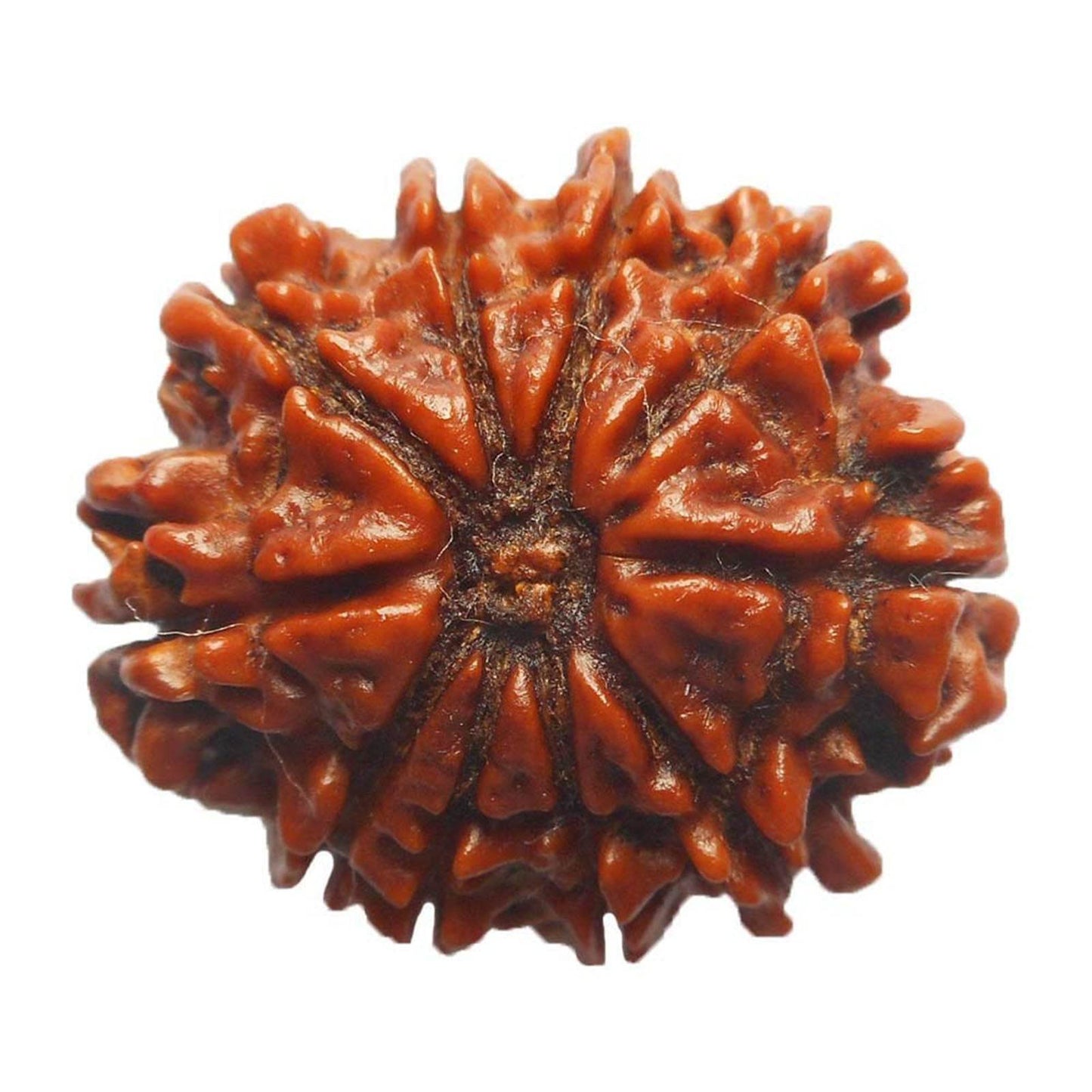 Lab Certified 10 Mukhi Nepal Rudraksha Bead - Aemorio