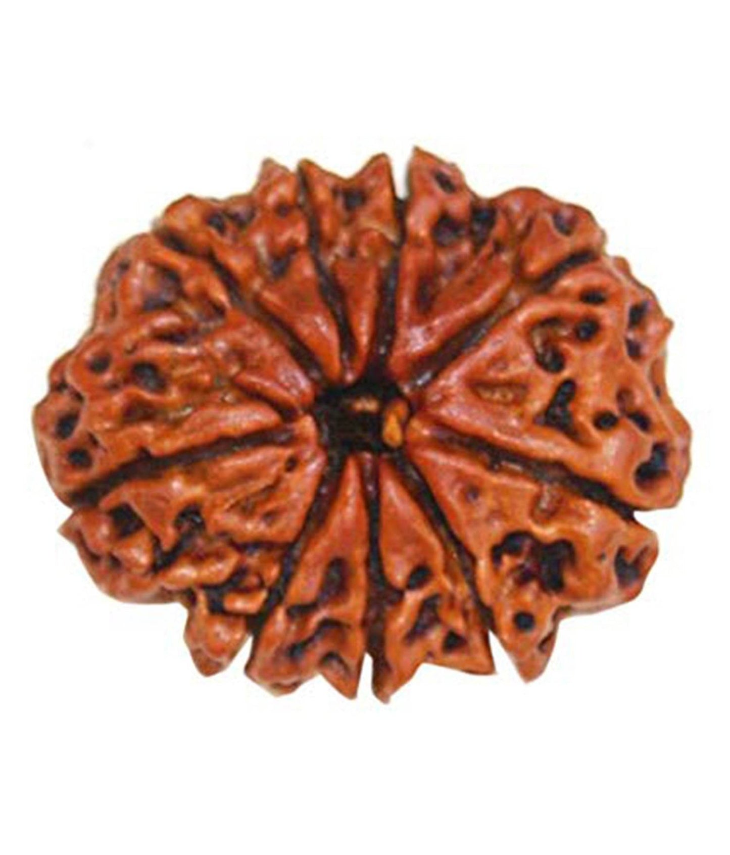 Lab Certified 10 Mukhi Nepal Rudraksha Bead - Aemorio