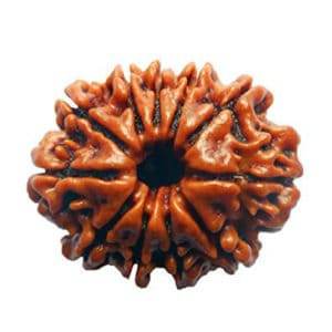 Lab Certified 11 Mukhi Nepal Rudraksha Bead - Aemorio