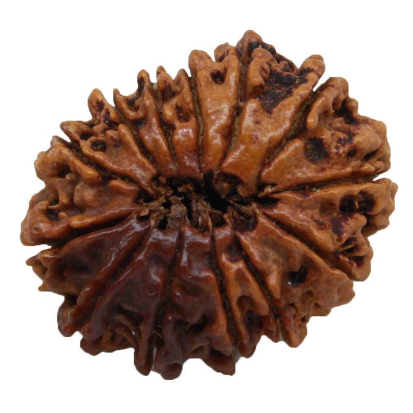Lab Certified 13 Mukhi Nepal Rudraksha Bead - Aemorio