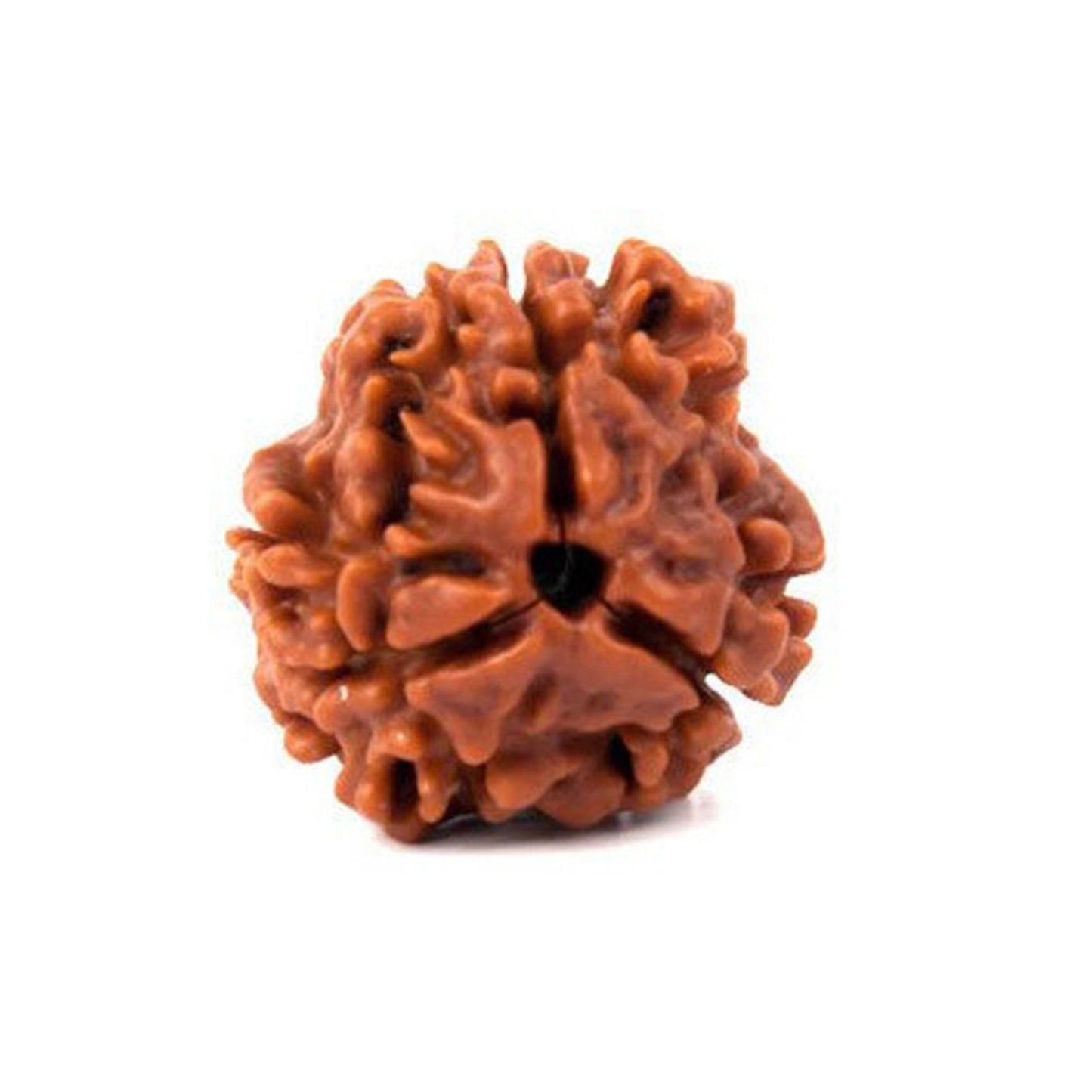 Lab Certified 3 Mukhi Nepal Rudraksha Bead - Aemorio