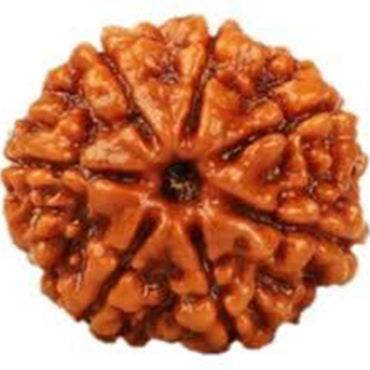 Lab Certified 7 Mukhi Rudraksha - Nepali Original - Aemorio