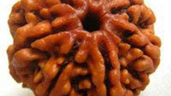 Lab Certified 7 Mukhi Rudraksha - Nepali Original - Aemorio
