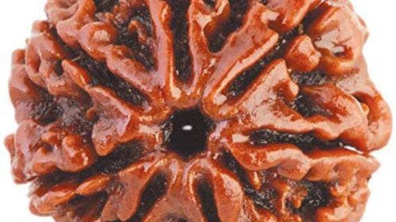 Lab Certified 7 Mukhi Rudraksha - Nepali Original - Aemorio