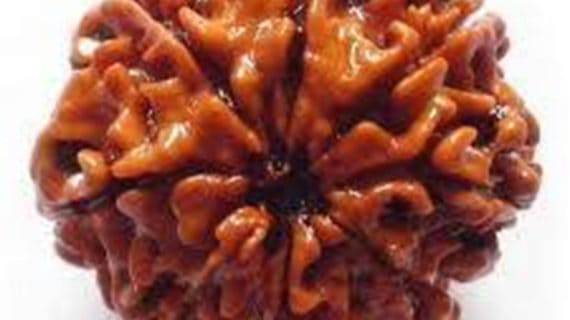 Lab Certified 8 Mukhi Rudraksha for Success & Prosperity - Aemorio