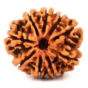 LAB Certified 9 Mukhi Rudraksha for Health and Prosperity - Aemorio