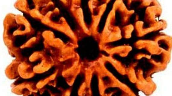 LAB Certified 9 Mukhi Rudraksha for Health and Prosperity - Aemorio