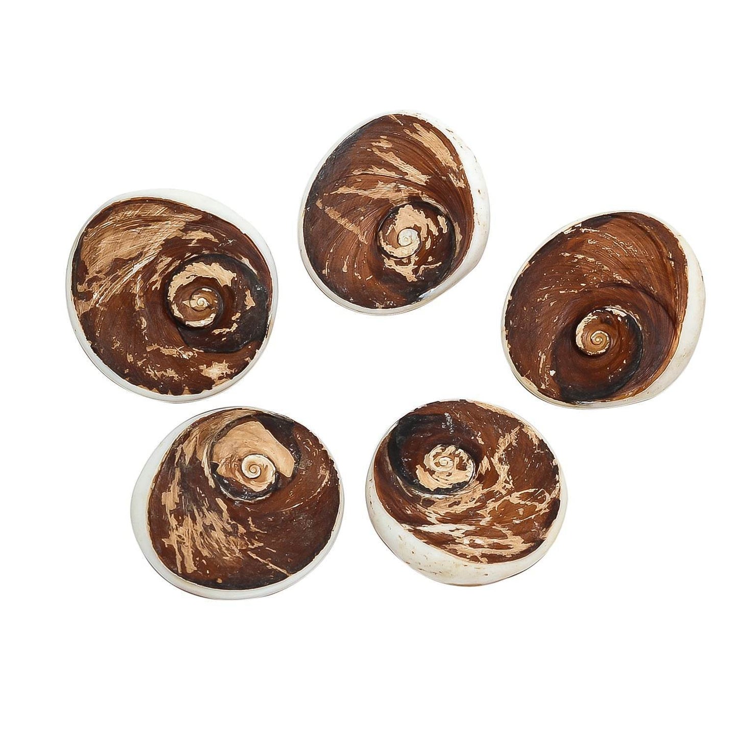 Gomti Chakra Big (Set of 2) – Original from Gomti River, Blessings - Aemorio