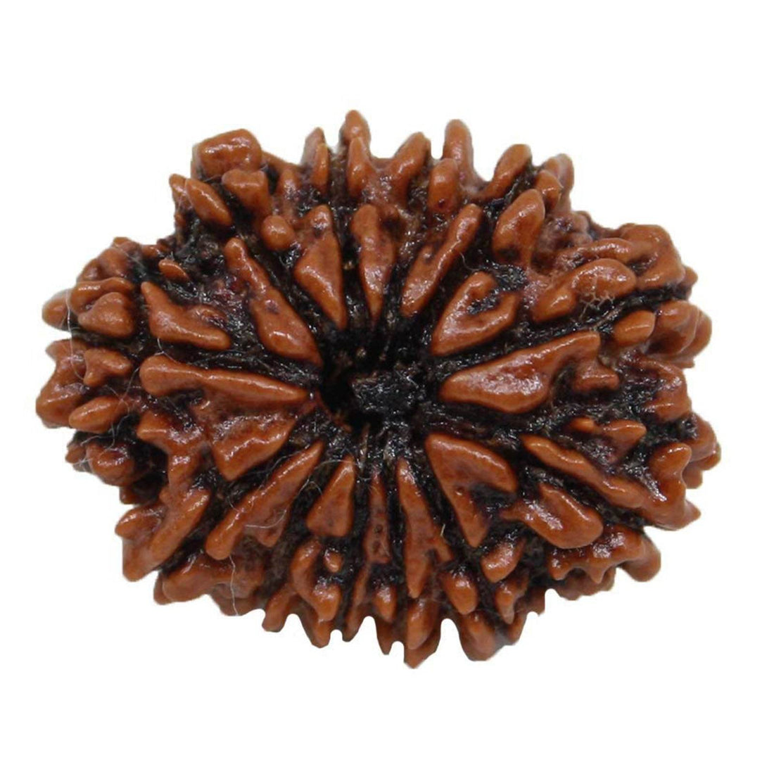 Benefits of Wearing 12 Mukhi Rudraksha