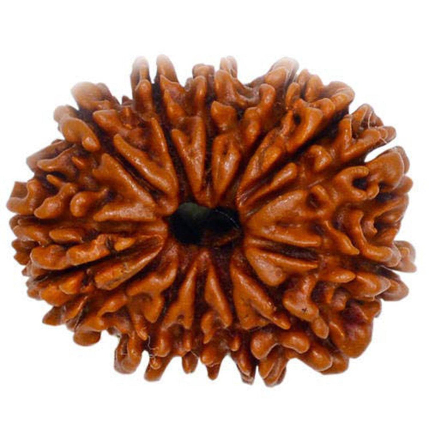 Rudraksha - Aemorio
