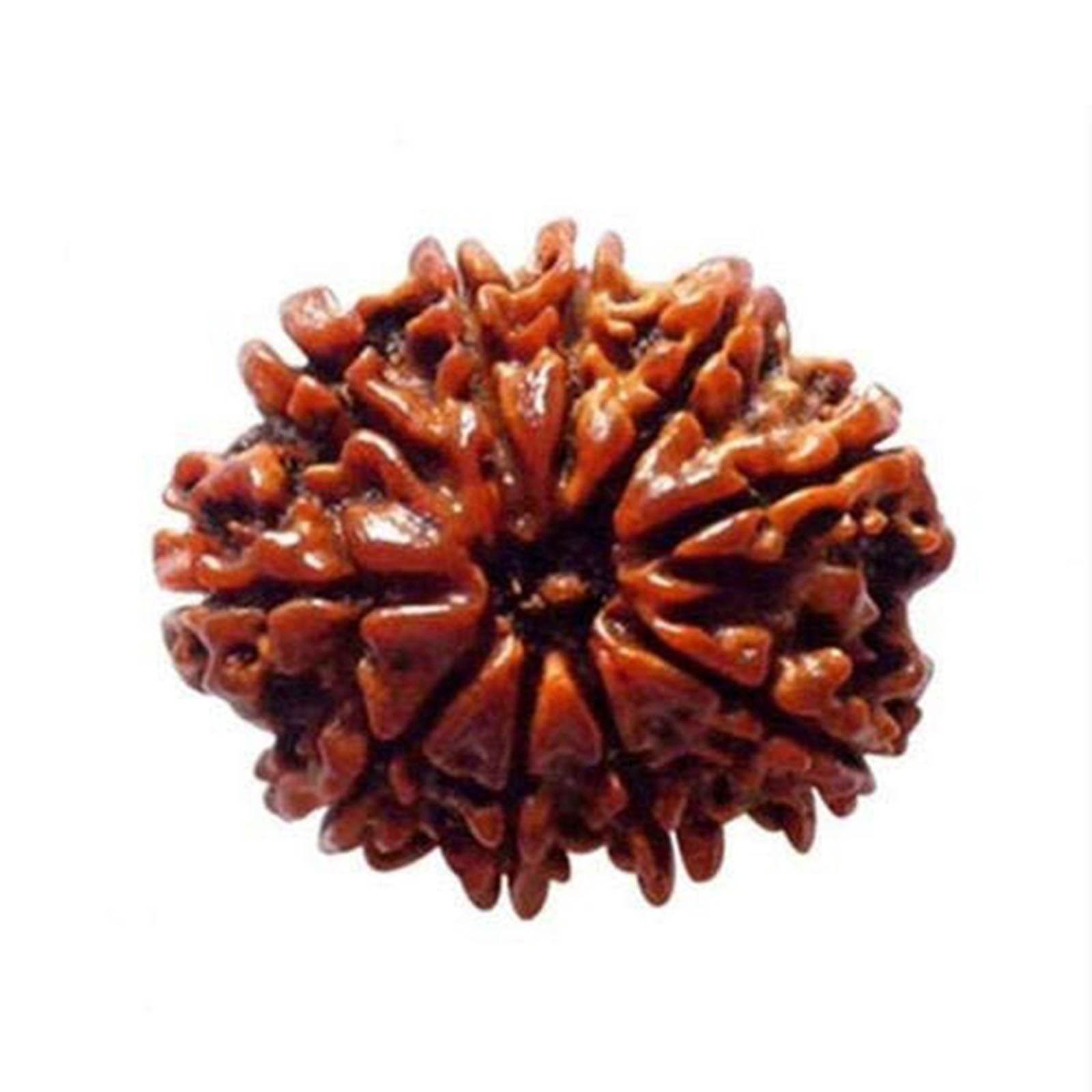 Lab Certified 10 Mukhi Nepal Rudraksha Bead - Aemorio