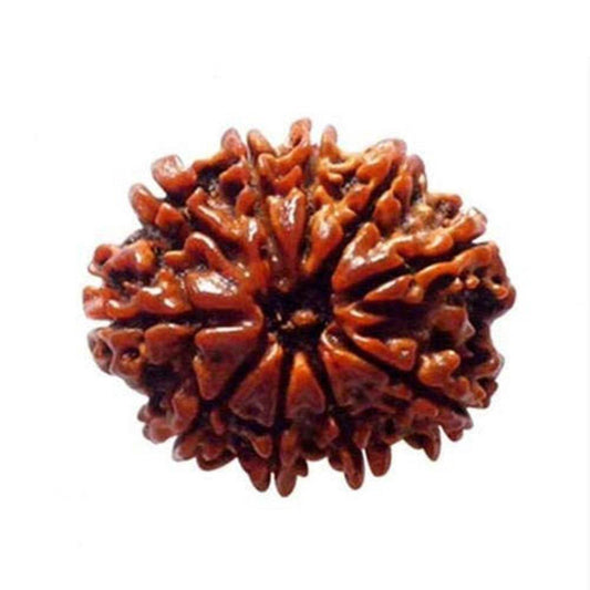 Lab Certified 10 Mukhi Nepal Rudraksha Bead - Aemorio