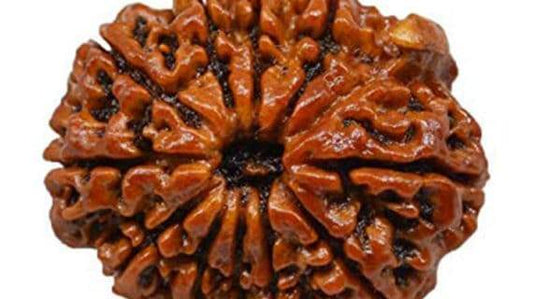 Lab Certified 11 Mukhi Nepal Rudraksha Bead - Aemorio