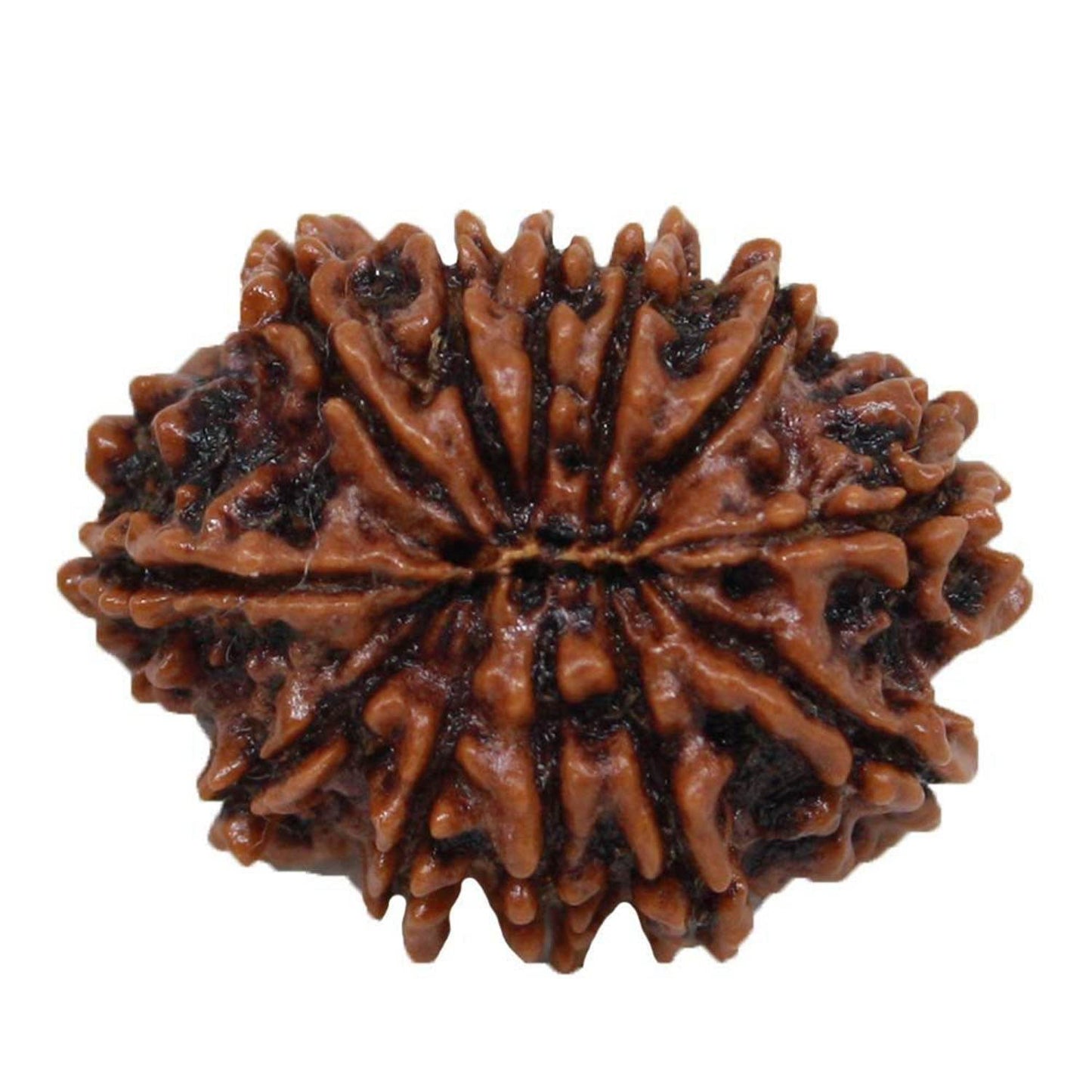 Lab Certified 12 Mukhi Nepal Rudraksha Bead - Aemorio