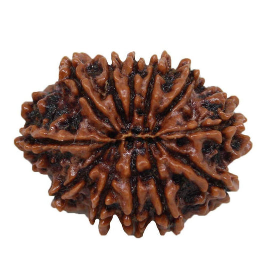 Lab Certified 12 Mukhi Nepal Rudraksha Bead - Aemorio