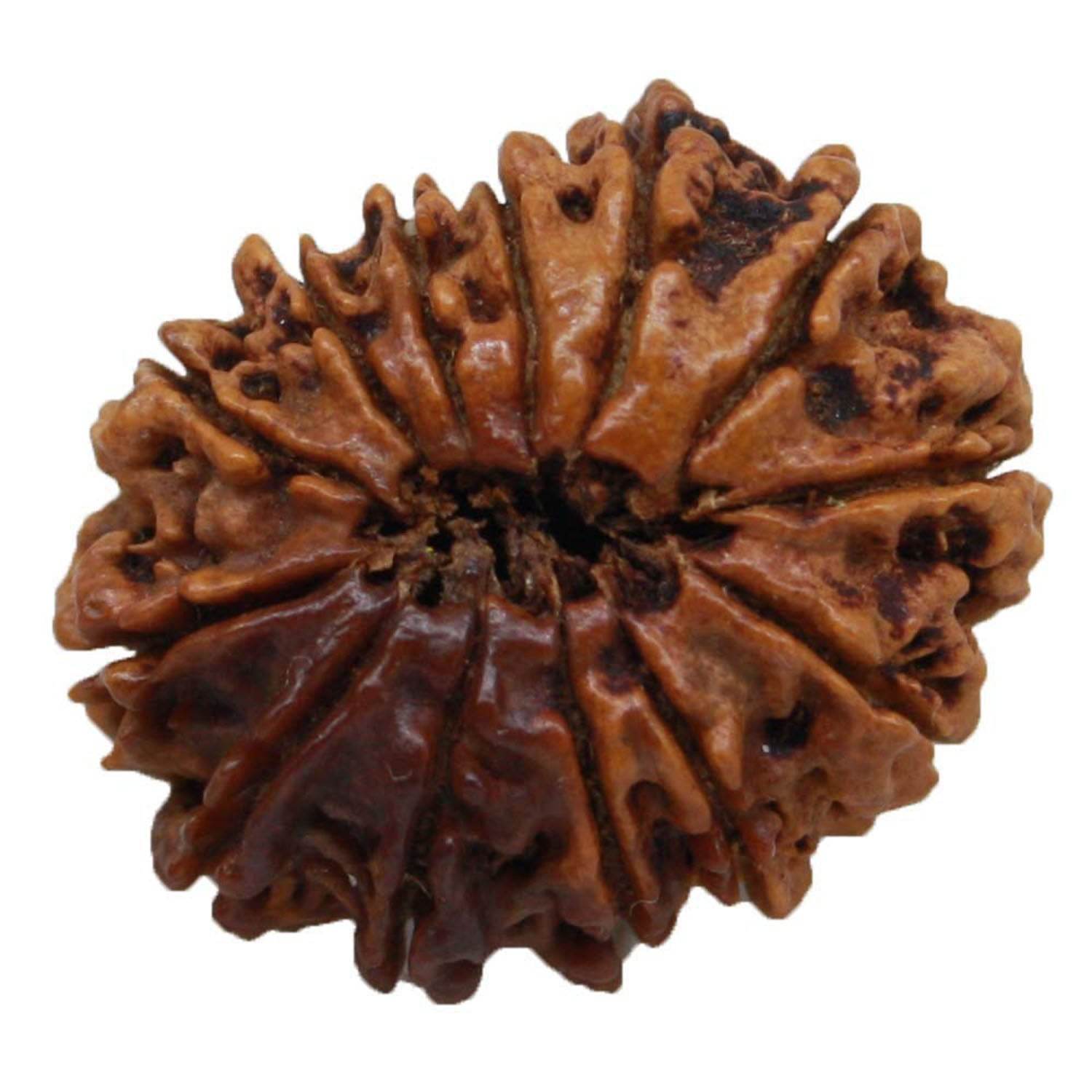 Lab Certified 13 Mukhi Nepal Rudraksha Bead - Aemorio