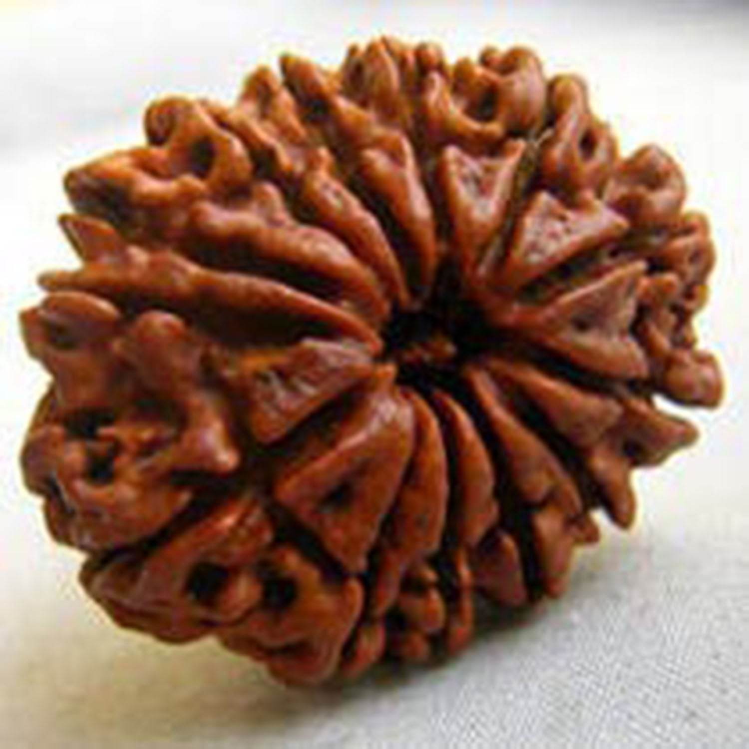 Lab Certified 13 Mukhi Nepal Rudraksha Bead - Aemorio