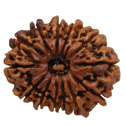 Lab Certified 13 Mukhi Nepal Rudraksha Bead - Aemorio