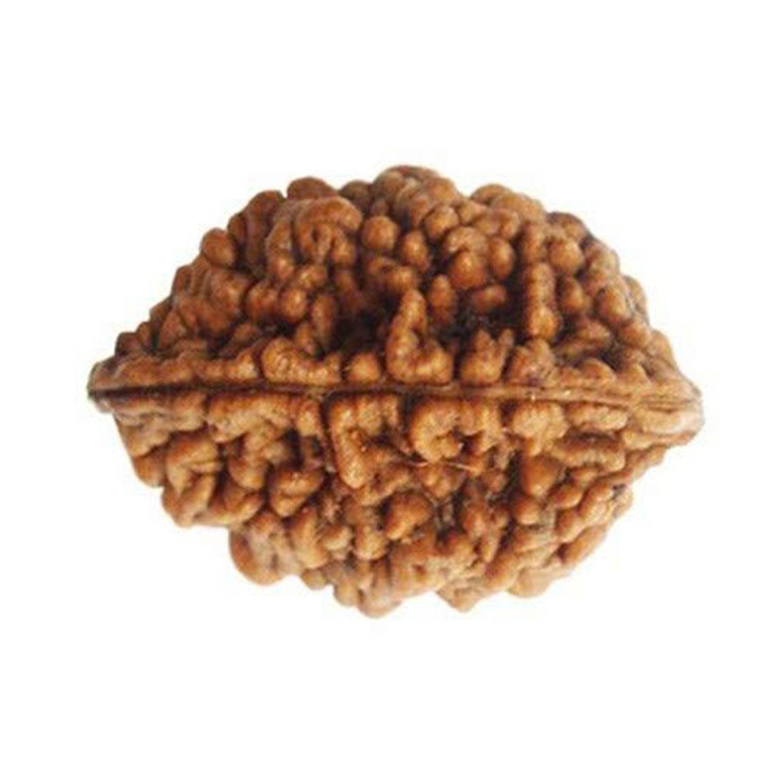 Lab Certified 2 Mukhi Rudraksha Bead - Aemorio