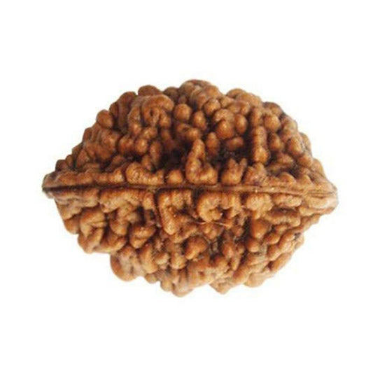 Lab Certified 2 Mukhi Rudraksha Bead - Aemorio