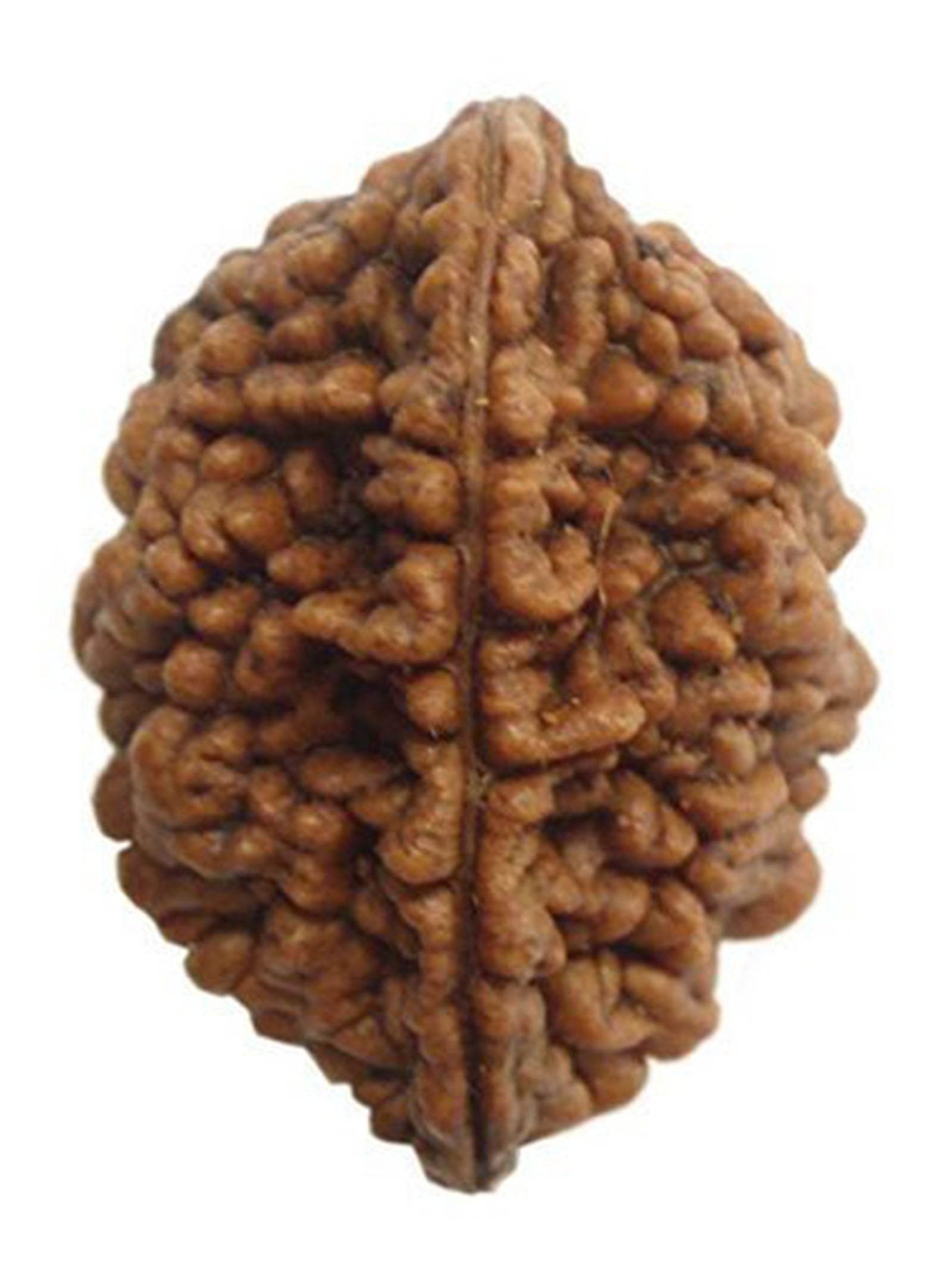 Lab Certified 2 Mukhi Rudraksha Bead - Aemorio