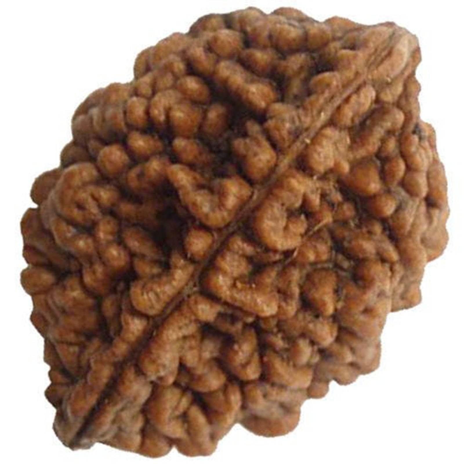 Lab Certified 2 Mukhi Rudraksha Bead - Aemorio