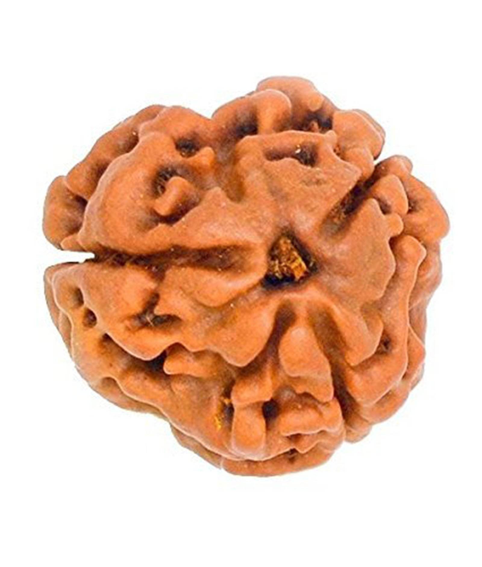Lab Certified 3 Mukhi Nepal Rudraksha Bead - Aemorio