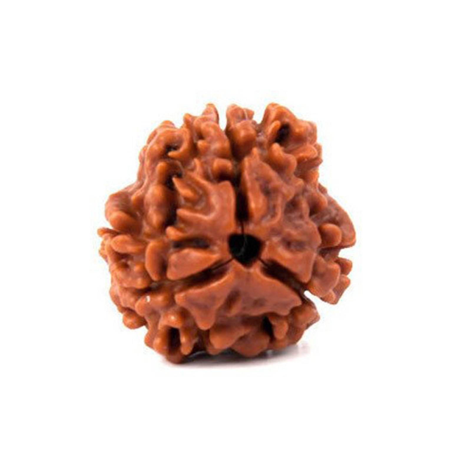 Lab Certified 3 Mukhi Nepal Rudraksha Bead - Aemorio