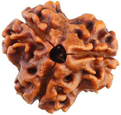 Lab Certified 3 Mukhi Nepal Rudraksha Bead - Aemorio