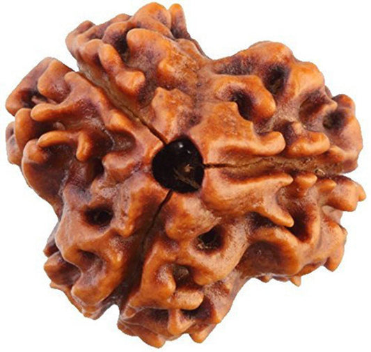 Lab Certified 3 Mukhi Nepal Rudraksha Bead - Aemorio
