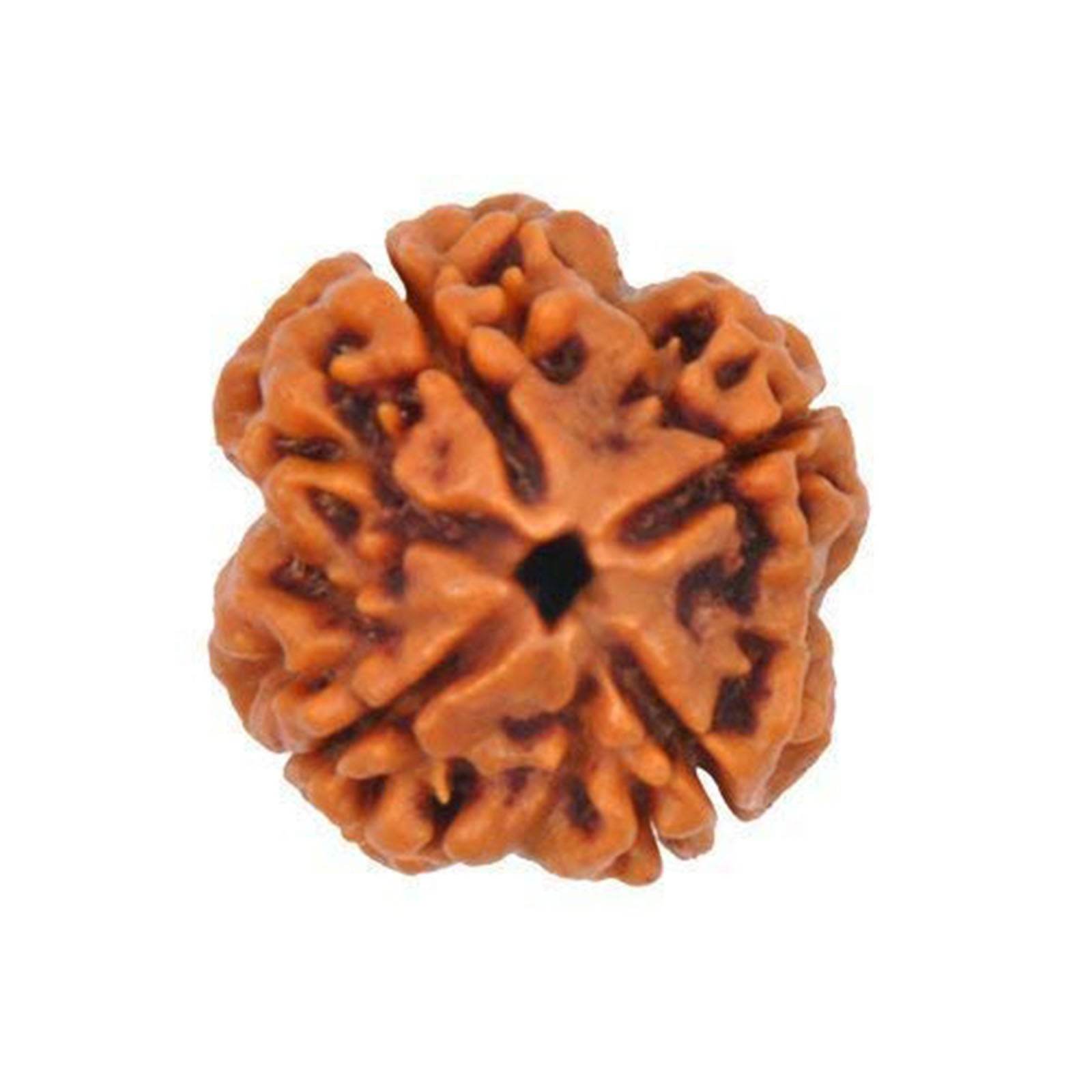 Lab Certified 4 Mukhi Nepal Rudraksha Bead - Aemorio