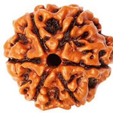 LAB Certified 6 Mukhi Rudraksha – Nepali Origin – Powerful Spiritual Protection - Aemorio