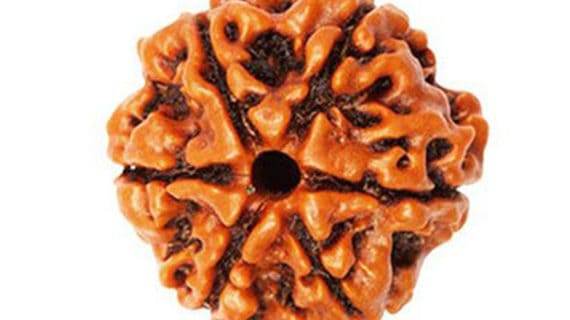 LAB Certified 6 Mukhi Rudraksha – Nepali Origin – Powerful Spiritual Protection - Aemorio