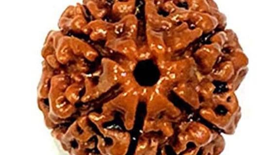 LAB Certified 6 Mukhi Rudraksha – Nepali Origin – Powerful Spiritual Protection - Aemorio