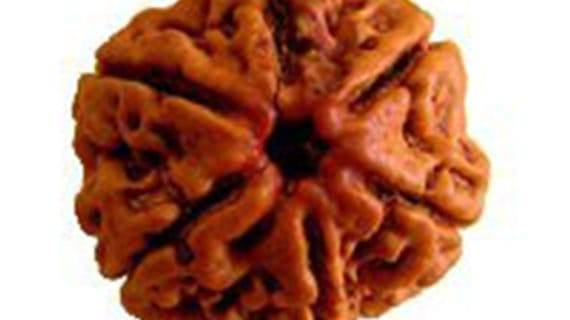LAB Certified 6 Mukhi Rudraksha – Nepali Origin – Powerful Spiritual Protection - Aemorio