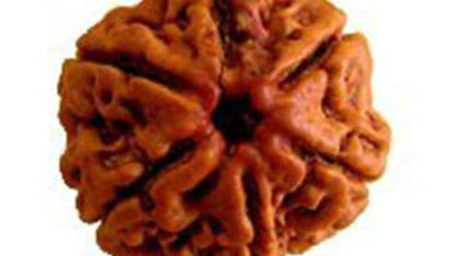 LAB Certified 6 Mukhi Rudraksha – Nepali Origin – Powerful Spiritual Protection - Aemorio