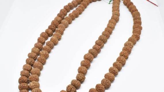 7 Mukhi Rudraksha - Wealth, Prosperity, and Vitality - Aemorio