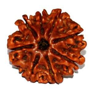 Lab Certified 8 Mukhi Rudraksha for Success & Prosperity - Aemorio