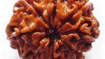 Lab Certified 8 Mukhi Rudraksha for Success & Prosperity - Aemorio