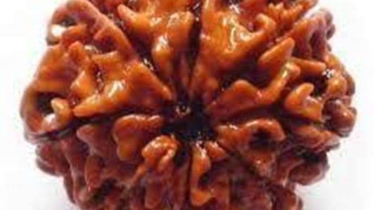 Lab Certified 8 Mukhi Rudraksha for Success & Prosperity - Aemorio