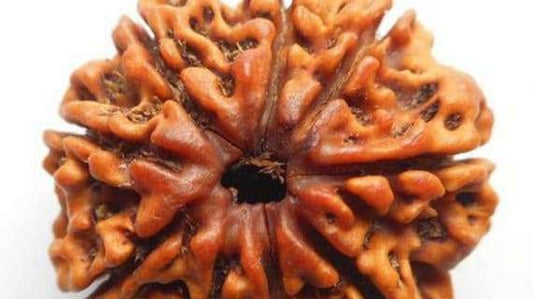 LAB Certified 9 Mukhi Rudraksha for Health and Prosperity - Aemorio