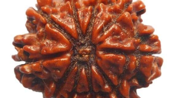 10 Mukhi Nepal Rudraksha Bead, Lab Certified & 100% Original