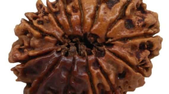 13 Mukhi Nepal Rudraksha Bead, Lab Certified & 100% Original