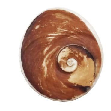 Gomti Chakra - Big (Set of 2- from Gomti River)